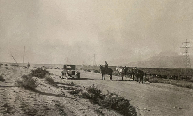 cattle on the move